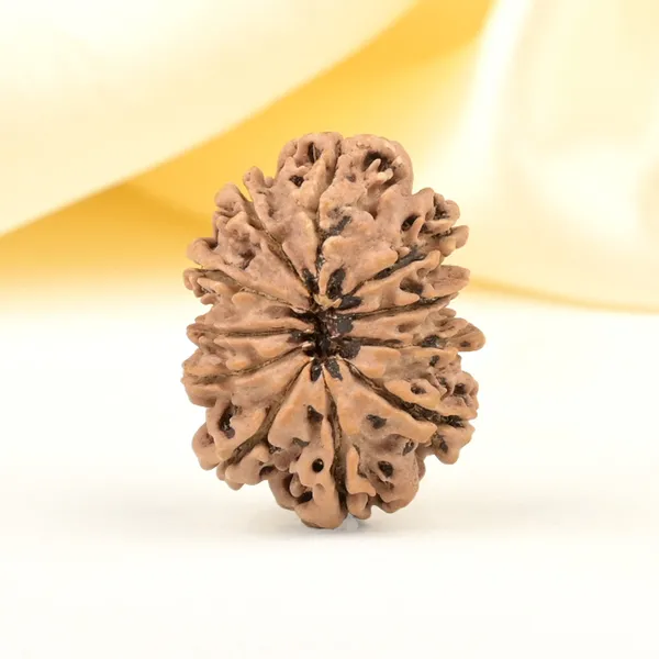 Techpandit_11_Mukhi_Nepali_Rudraksha_Bead_Brown