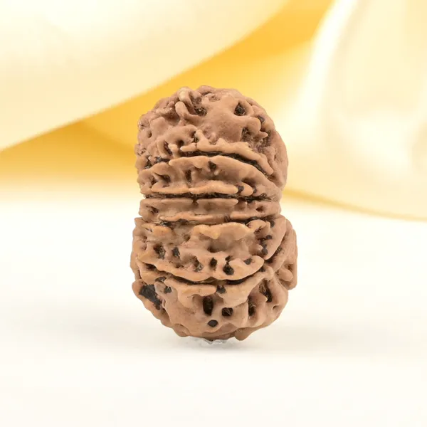 Techpandit_11_Mukhi_Nepali_Rudraksha_Bead_Brown