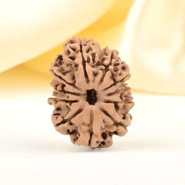 Techpandit_11_Mukhi_Nepali_Rudraksha_Bead_Brown