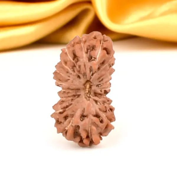 Techpandit_19_Mukhi_Rudraksha_Bead_Indonesia