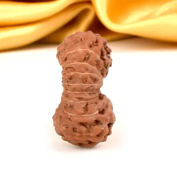 Techpandit_19_Mukhi_Rudraksha_Bead_Indonesia