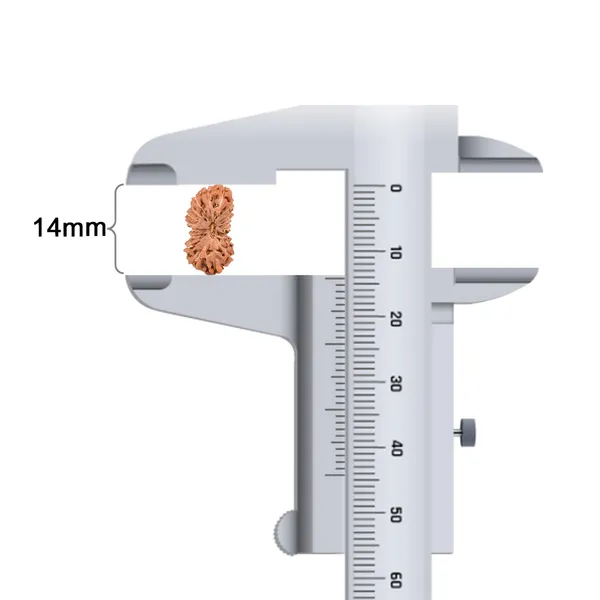 Techpandit_19_Mukhi_Rudraksha_Bead_Indonesia