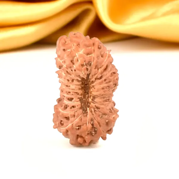 Techpandit_19_Mukhi_Rudraksha_Bead_Indonesia