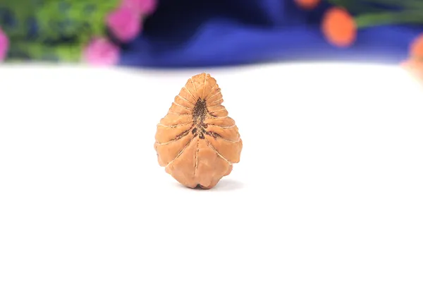 19_Mukhi_From_Java_Indonesia_Large_Lvi