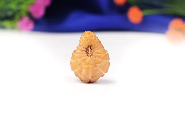 19_Mukhi_From_Java_Indonesia_Large_Lvi