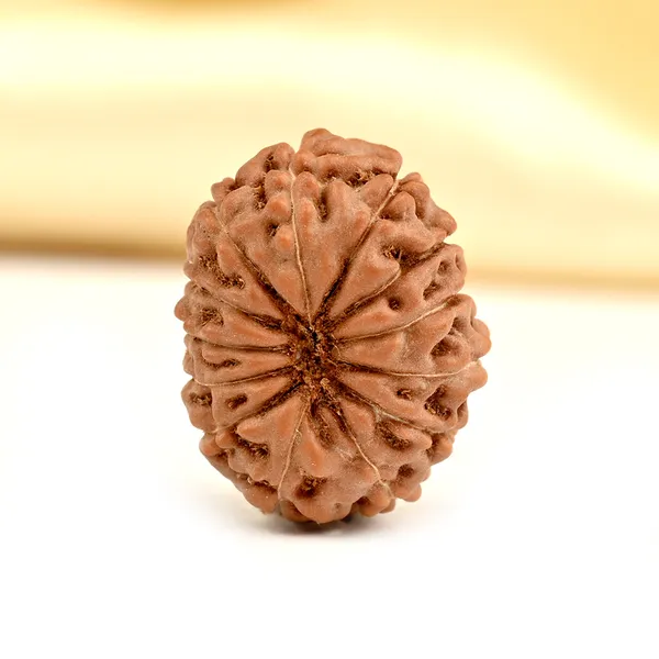13_Mukhi_From_Java_Indonesia_Ccxlii