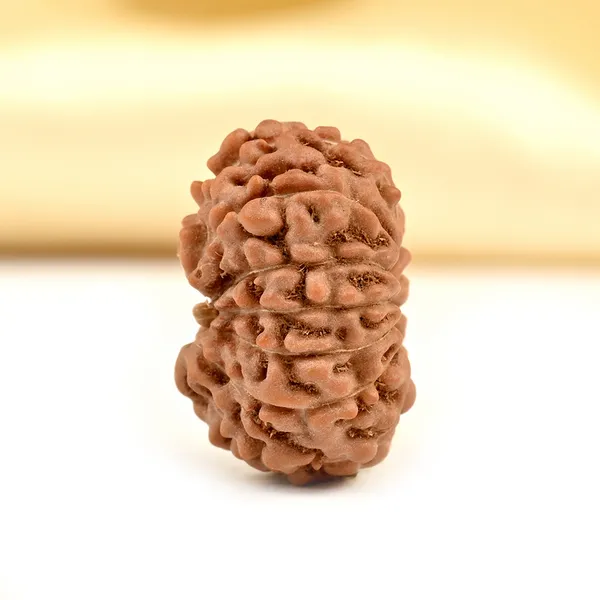 13_Mukhi_From_Java_Indonesia_Ccxlii