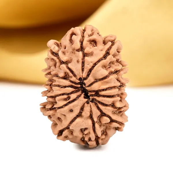 14_Mukhi_From_Nepal_Small_Ccxxvi