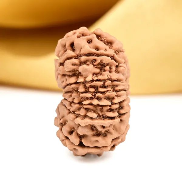 14_Mukhi_From_Nepal_Small_Ccxxvi