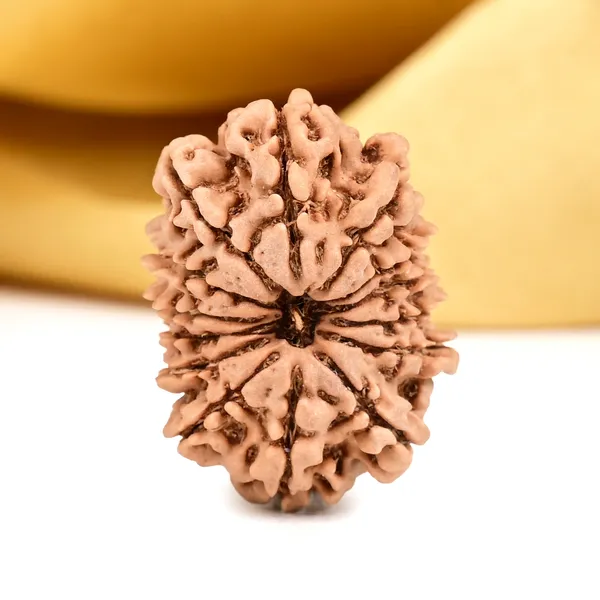 14_Mukhi_From_Nepal_Small_Ccxxvi