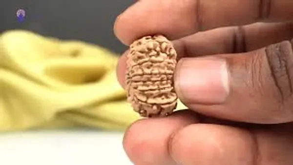 14_Mukhi_From_Nepal_Small_Ccxxvi