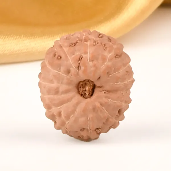 14_Mukhi_From_Java_Indonesia_Cxxxviii