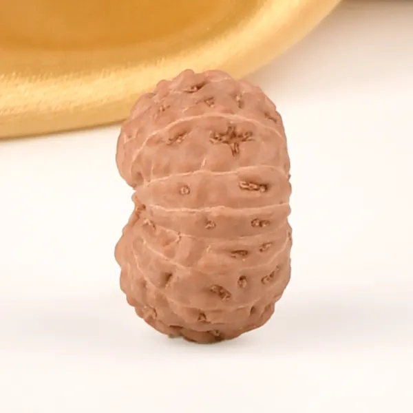 14_Mukhi_From_Java_Indonesia_Cxxxviii