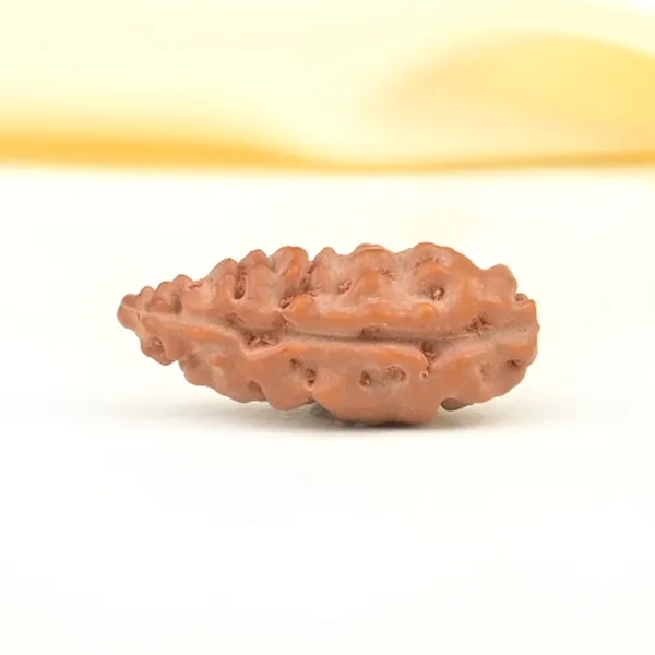 1_Mukhi_From_Java_Indonesia_Large