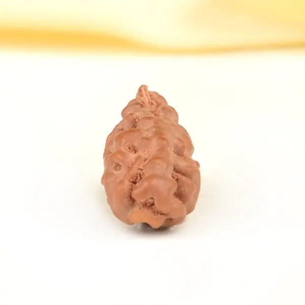 1_Mukhi_From_Java_Indonesia_Large