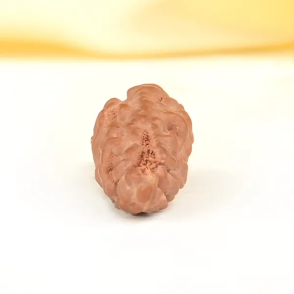 1_Mukhi_From_Java_Indonesia_Large
