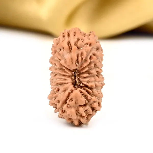 18_Mukhi_From_Java_Indonesia_Large_Cxxxiii