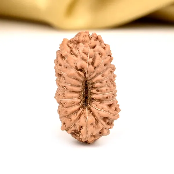 18_Mukhi_From_Java_Indonesia_Large_Cxxxiii