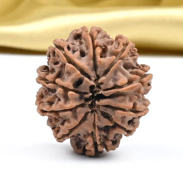 10_Mukhi_From_Nepal_Cccvi