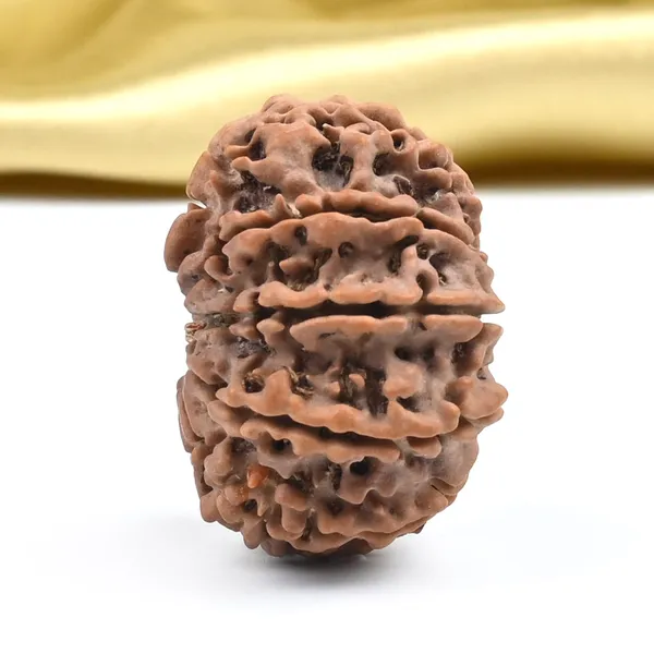 10_Mukhi_From_Nepal_Cccvi