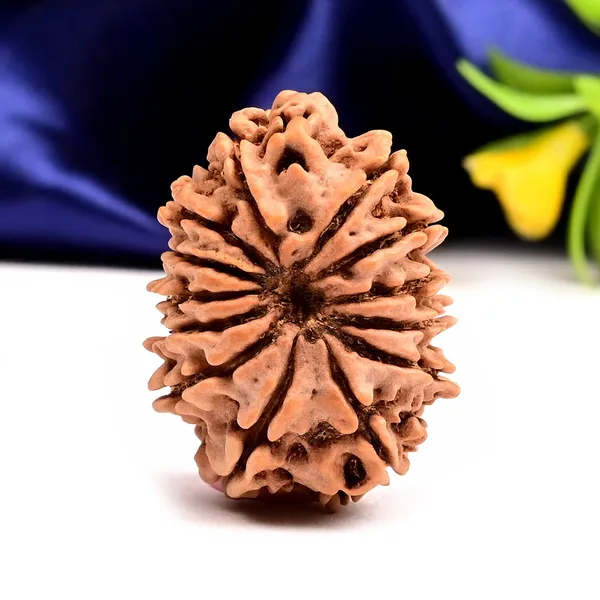 Techpandit_13_Mukhi_Nepal_Brown_Rudraksha_Bead