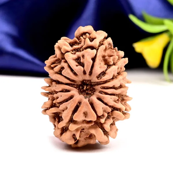 Techpandit_13_Mukhi_Nepal_Brown_Rudraksha_Bead