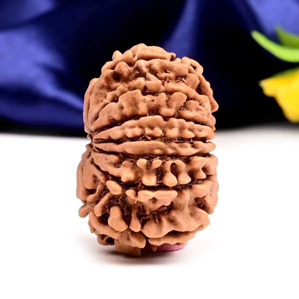 Techpandit_13_Mukhi_Nepal_Brown_Rudraksha_Bead