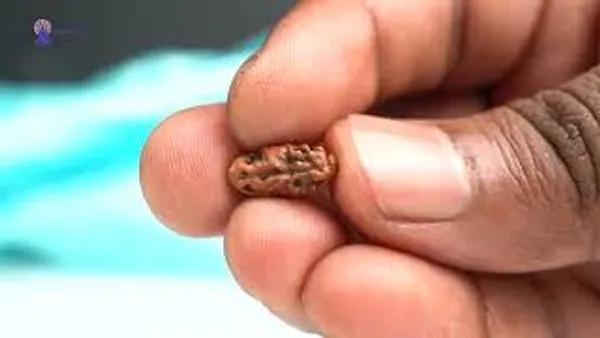 1_Mukhi_From_Java_Indonesia_Large_Lxxxi