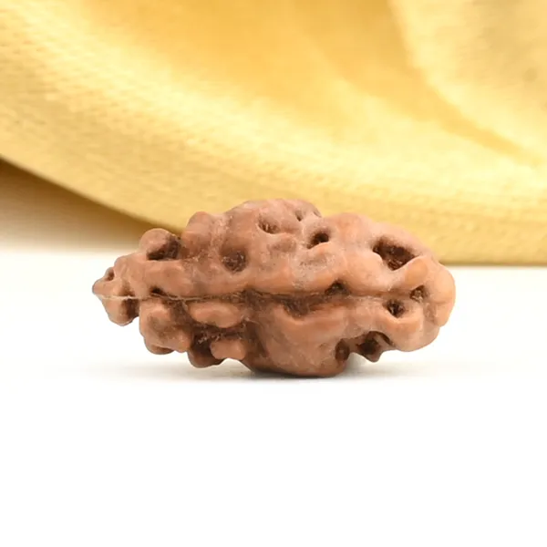 1_Mukhi_From_Java_Indonesia_Large_Lxxxi