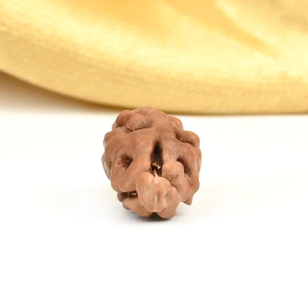 1_Mukhi_From_Java_Indonesia_Large_Lxxxi