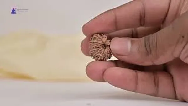 14_Mukhi_Rudraksha_Bead_Nepal_Tiny