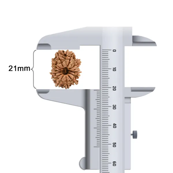 14_Mukhi_Rudraksha_Bead_Nepal_Tiny