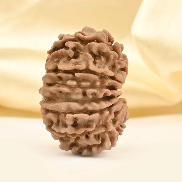 14_Mukhi_Rudraksha_Bead_Nepal_Tiny