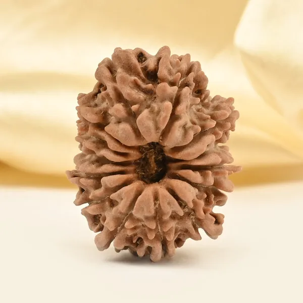 14_Mukhi_Rudraksha_Bead_Nepal_Tiny