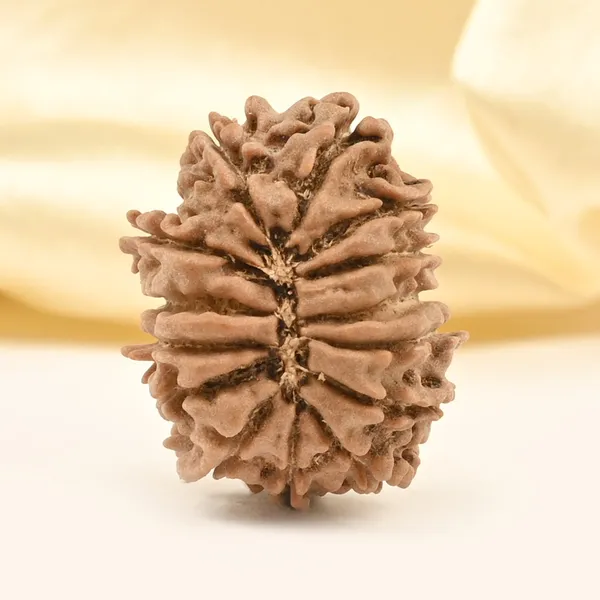 14_Mukhi_Rudraksha_Bead_Nepal_Tiny