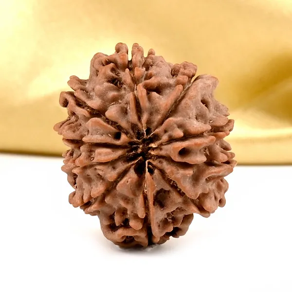 10_Mukhi_From_Nepal_Small_Ccclxxvii