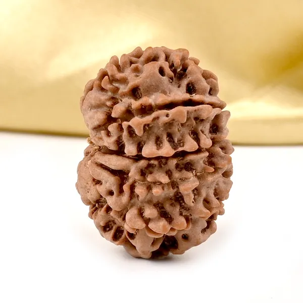 10_Mukhi_From_Nepal_Small_Ccclxxvii