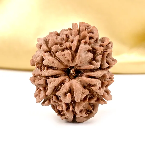10_Mukhi_From_Nepal_Small_Ccclxxvii