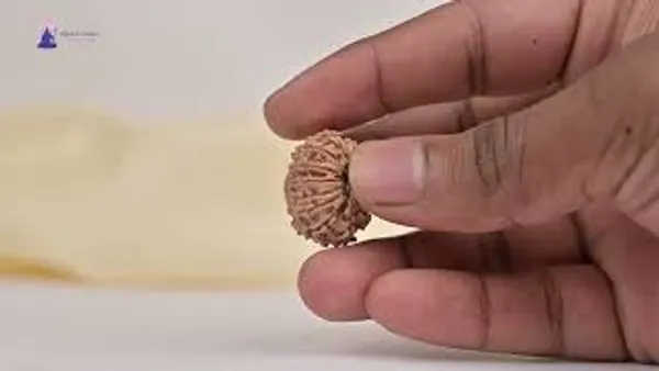 14_Mukhi_From_Nepal_Tiny_Lxiii