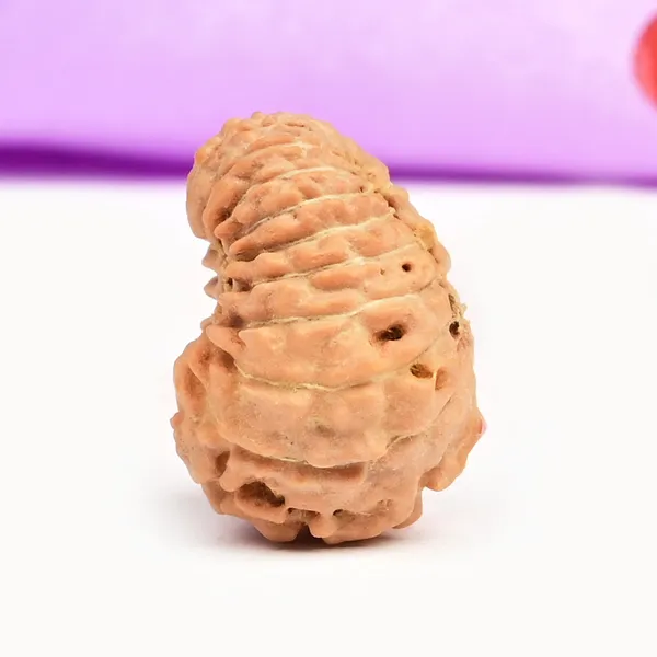 18_Mukhi_Rudraksha_Bead_Indonesia_Large