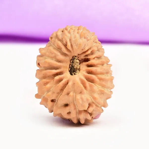 18_Mukhi_Rudraksha_Bead_Indonesia_Large