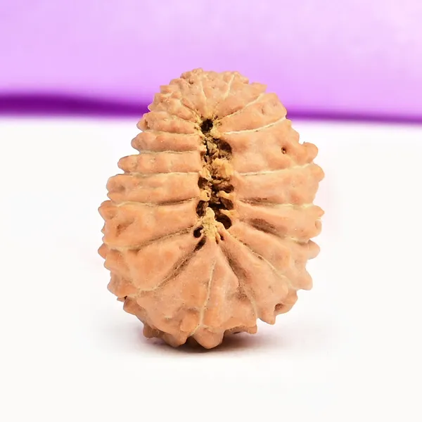 18_Mukhi_Rudraksha_Bead_Indonesia_Large