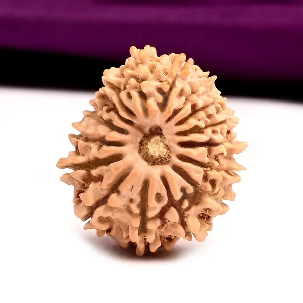 16_Mukhi_From_Nepal_Tiny_Xi