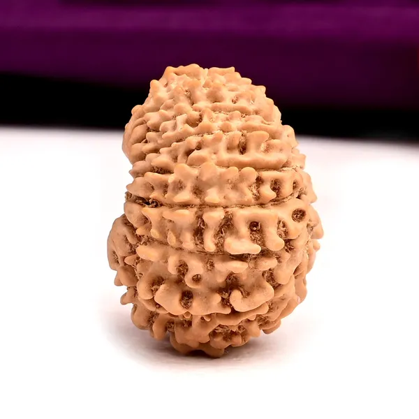 16_Mukhi_From_Nepal_Tiny_Xi