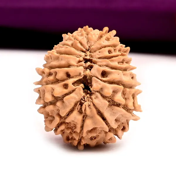 16_Mukhi_From_Nepal_Tiny_Xi