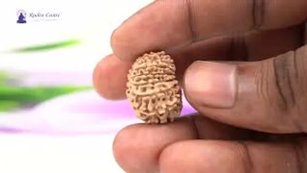 16_Mukhi_From_Nepal_Tiny_Xi