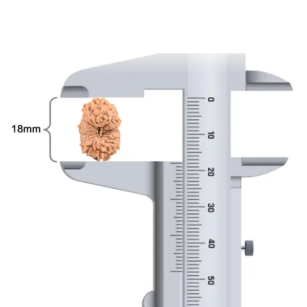 16_Mukhi_Java_Indonesia_Large_Rudraksha_Bead