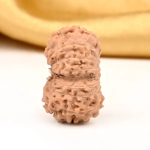 16_Mukhi_Java_Indonesia_Large_Rudraksha_Bead