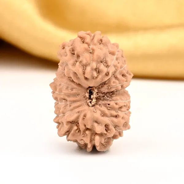16_Mukhi_Java_Indonesia_Large_Rudraksha_Bead