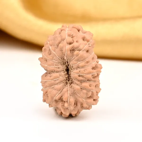 16_Mukhi_Java_Indonesia_Large_Rudraksha_Bead